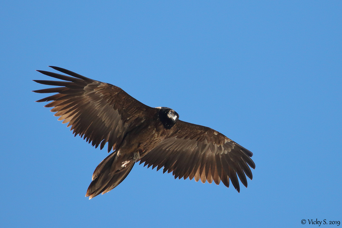 Gipeto (Gypaetus barbatus),   juv.